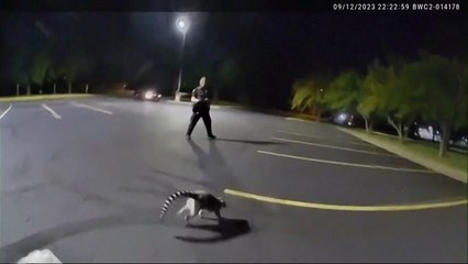 Lemurs on the loose! Police in Missouri chase the escaped animal
