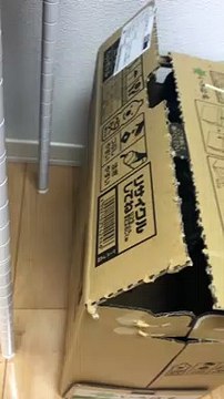 Rock Hyrax Hides in Cardboard Box