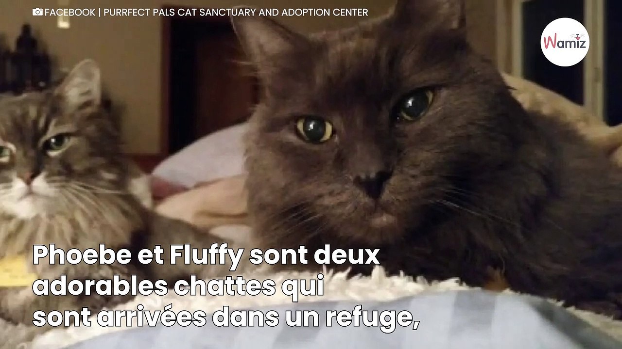 Âgé de 90 ans, il ne peut plus s’occuper de ses chats mais leur fait le plus beau des cadeaux