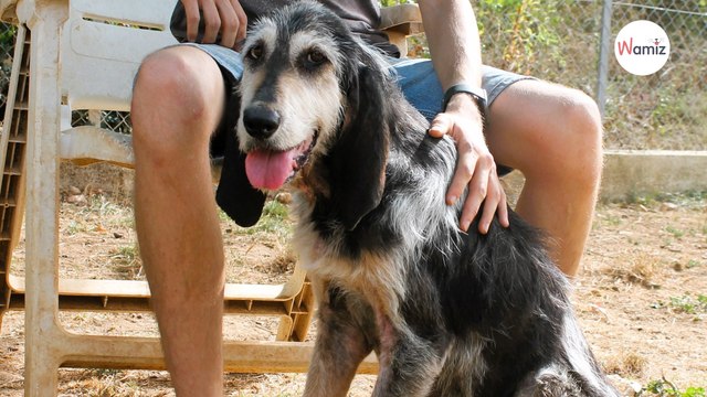 Arrivée très maigre au refuge, cette douce chienne mérite de trouver une famille pour découvrir la belle vie