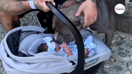 Le Pitbull fonce vers le cosy du nouveau-né et 700.000 personnes se figent face à sa réaction (Vidéo)