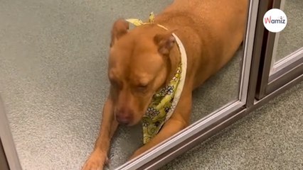 « Je perds espoir » : le message bouleversant d’un chien de refuge