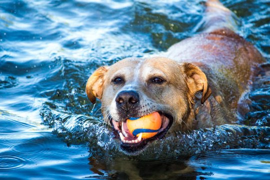 5 Actividades Divertidas Para Hacer Con Tu Perro En Verano