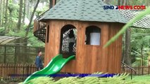 Seru dan Menyenangkan! Bermain di Rumah Pohon di Tengah Hutan Pinus, Lembang, Jabar