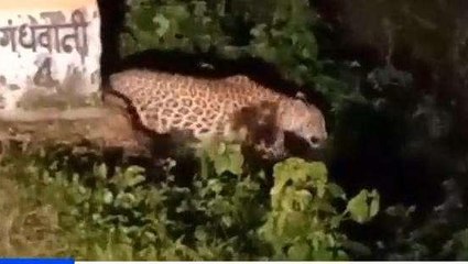 धार: इलाके में नजर आ रहे खूंखार जंगली जानवर, डर के साये में जी रहे लोग