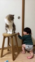 Cat Blocks Little Boy's Door Opening Attempts