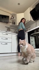 DJ Kitty Laying Down Some Hungry Beats -- ViralHog