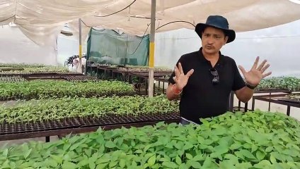 महाविद्यालय ने तैयार की सब्जियों की नर्सरी, सस्ती दरों पर मिलते पौधे
