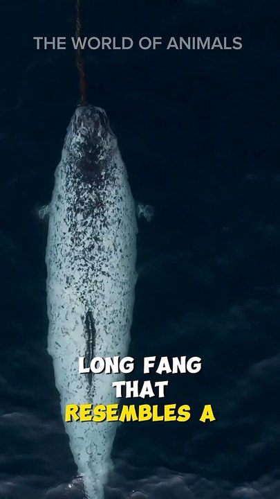 This is a narwhals