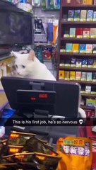 هذه هي وظيفته الأولى فهو متوتر للغاية - This is his first job he's  so nervous