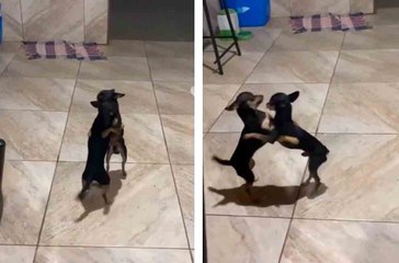 Hulvaton video: koiranpennut eivät voi kuulla forró-musiikkia ilman, että alkavat tanssia