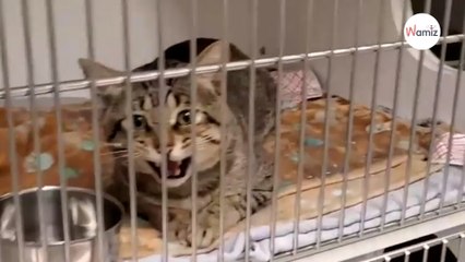 Ce chat de refuge a une manière très surprenante de saluer les personnes qui passent devant sa cage (vidéo)