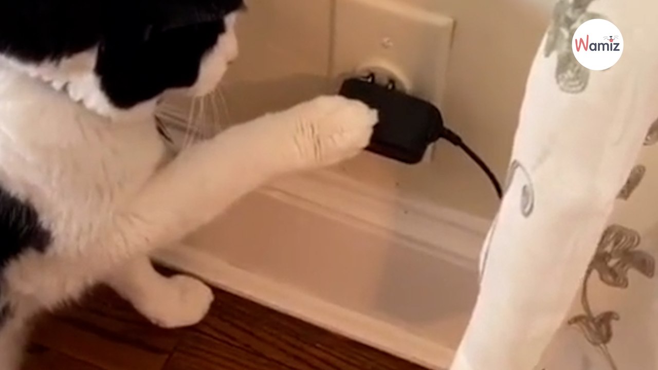 Un chat arrive à brancher lui-même son distributeur de croquettes : Plus de 7M d’internautes sont ébahis