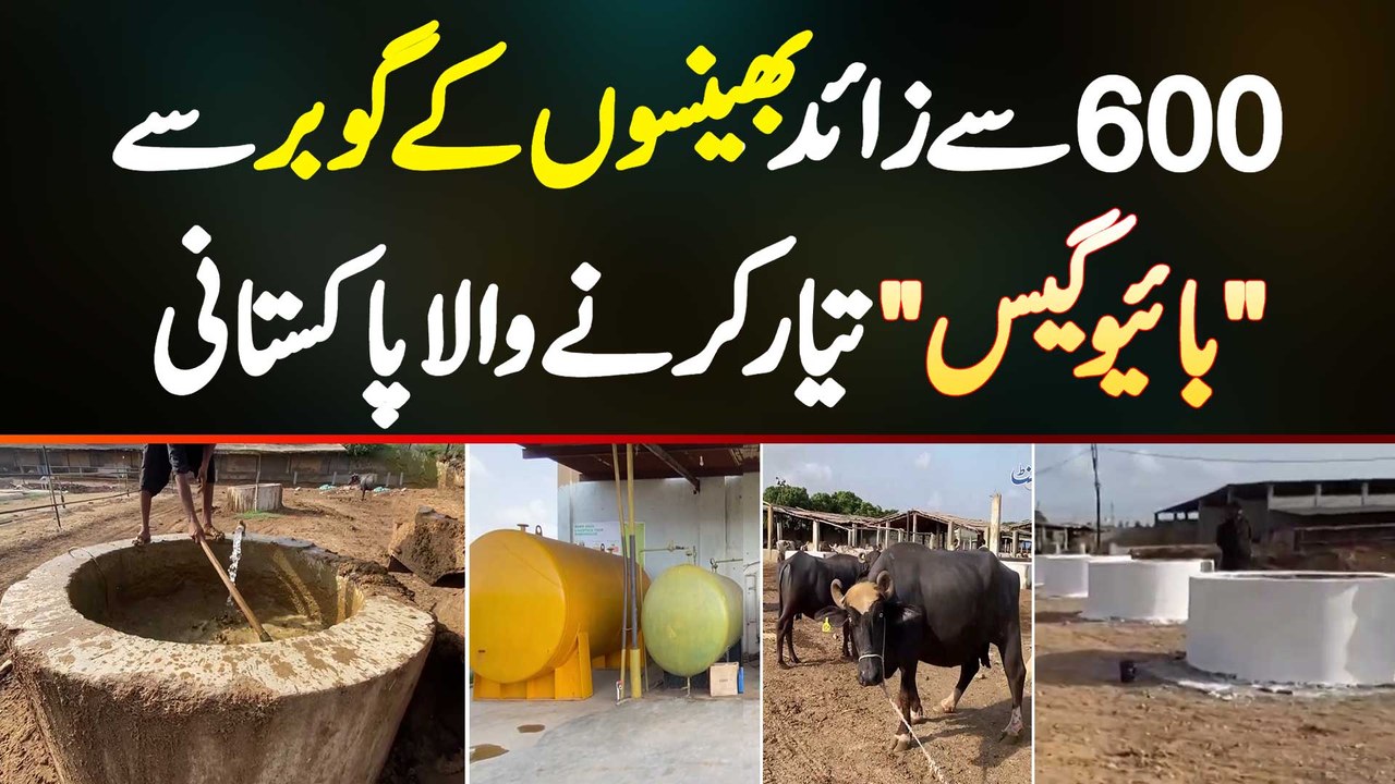 Bhains Ke Gobar Se Biogas Taiyar Karne Wala Pakistani - Gas Se Bijli ...