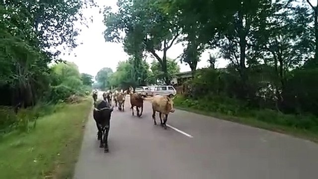 Instructions were given to form teams at development block, city council and gram panchayat level to transfer cattle to empty cowsheds.