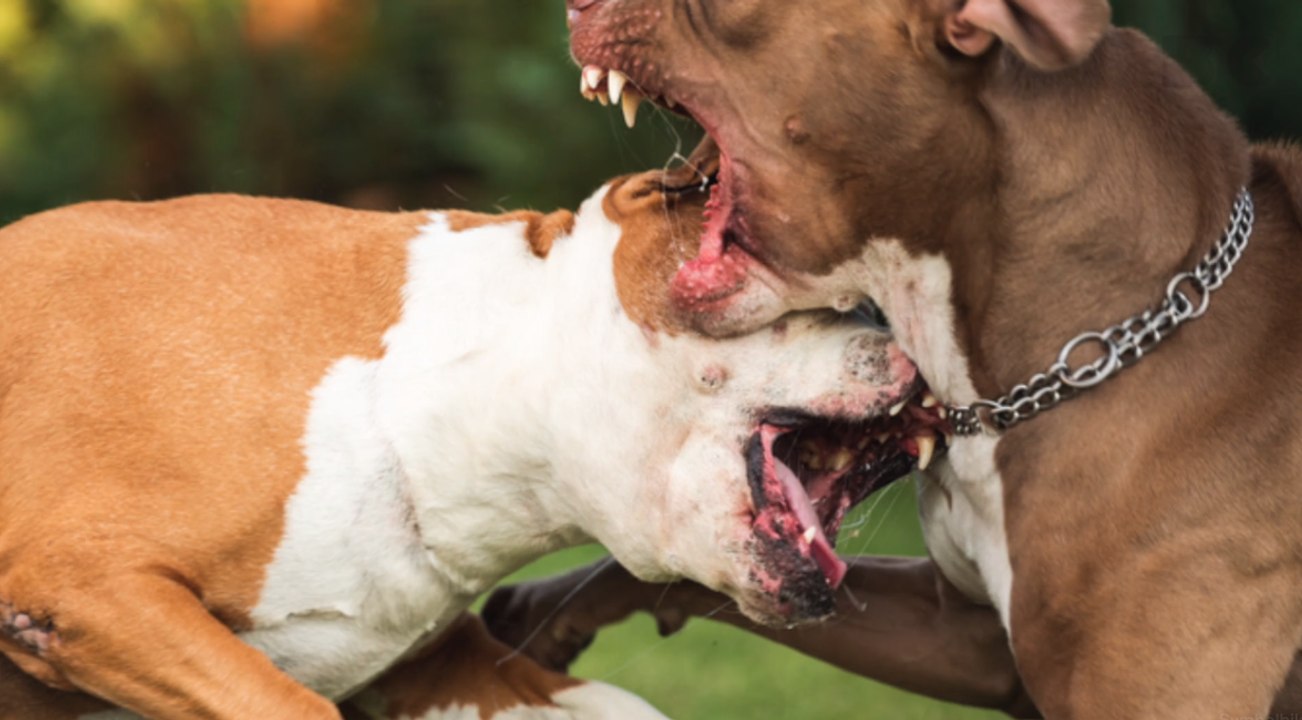 Zwei Kampfhunde töten Mann auf offener Straße