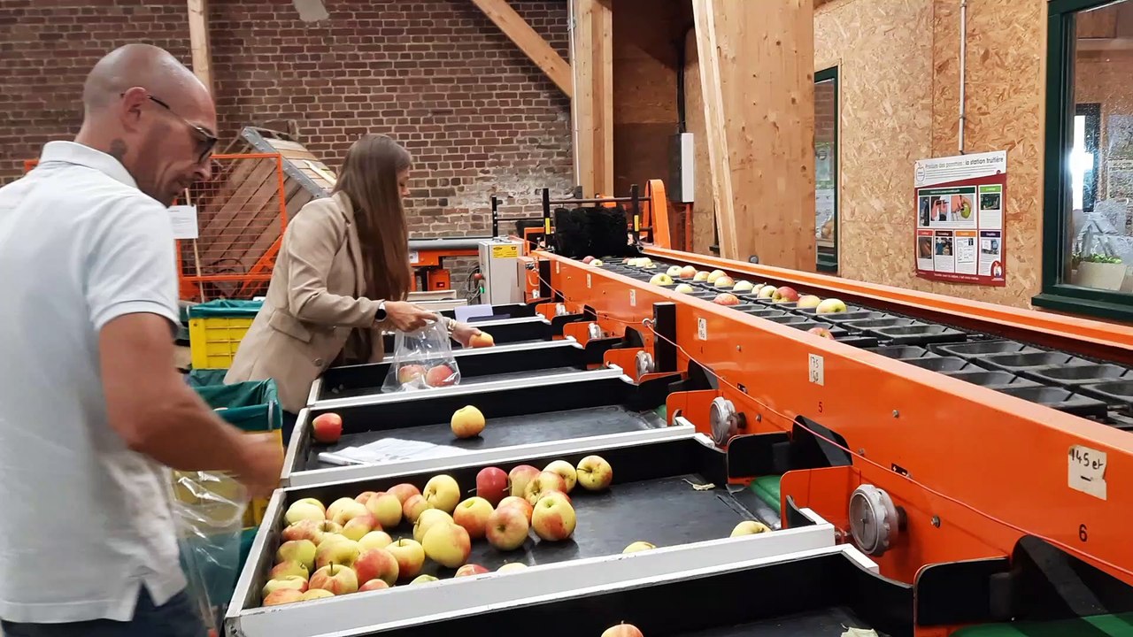 Cueillette des pommes verger d'Epinoy, la calibreuse