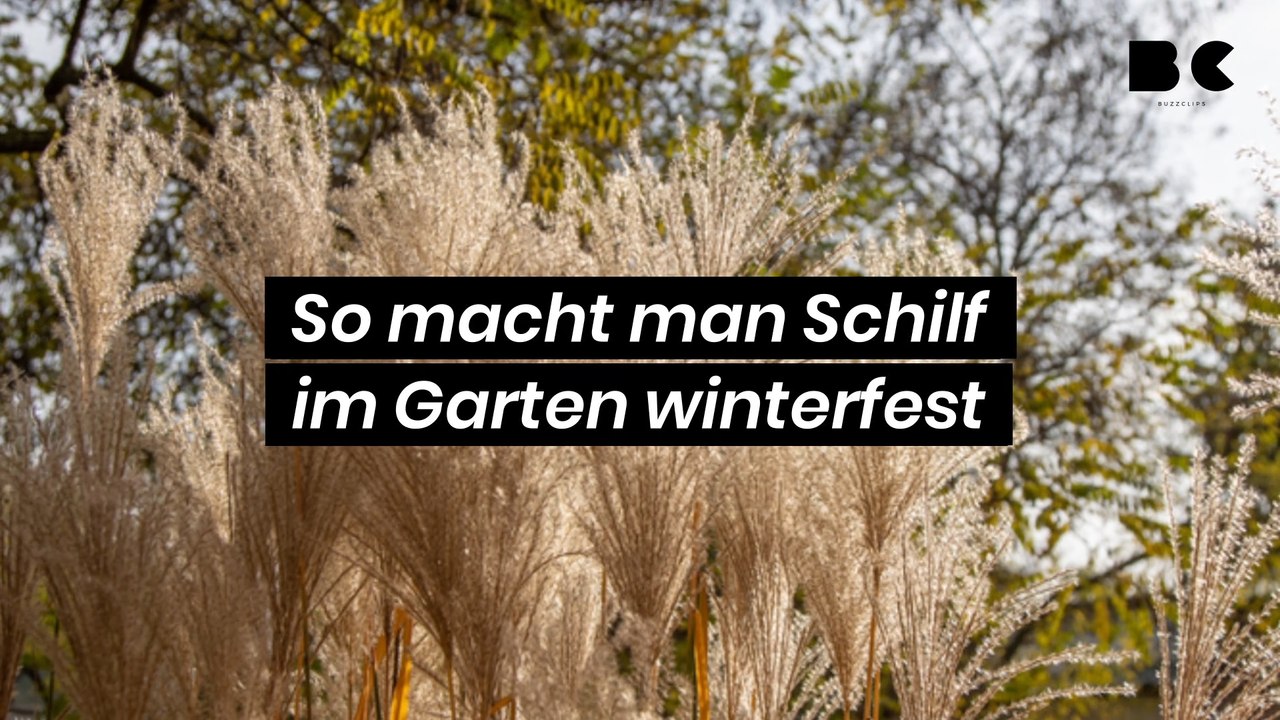 So macht man Schilf im Garten winterfest