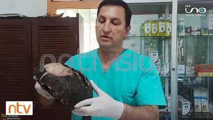 Rescatan una tortuga que se quemó huyendo de los incendios