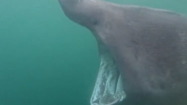 En Écosse, un homme tombe nez à nez avec un requin de 8 mètres et filme sa rencontre