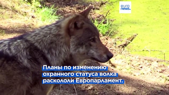 Месть волкам за бабушку и пони?