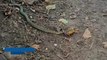 A man caught on camera the moment a snake caught a toad in his mouth