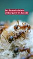 Les fourmis de feu débarquent en Europe