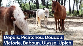 Les poneys abandonnés à Vidauban ont trouvé refuge à Nice