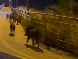 Cinghiali a Ladispoli avvistati sul ponte della Posta