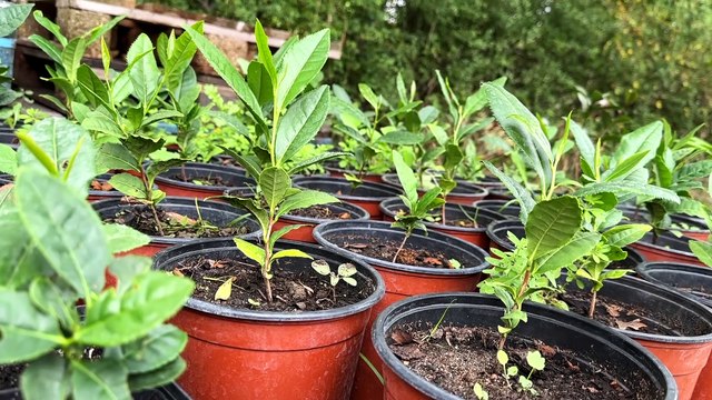 La Fabrikathé... une culture unique de théiers en Auvergne Rhône-Alpes