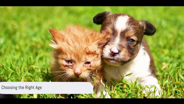 10 Tips For Adopting A Pet Finding Forever Homes: Adopting a Furry Friend! Spayed or Neutered