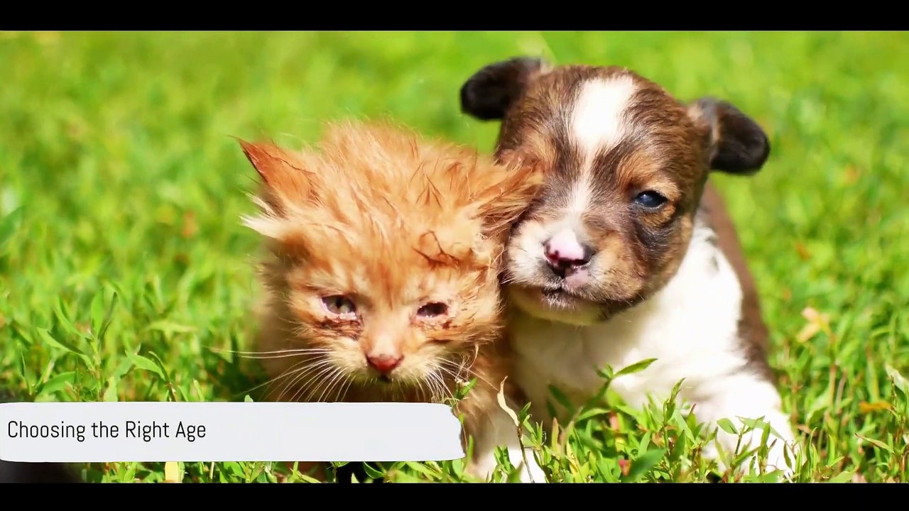 10 Tips For Adopting A Pet  Finding Forever Homes: Adopting a Furry Friend! Spayed or Neutered 