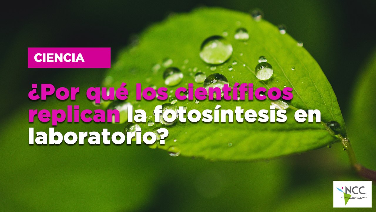 ¿Por qué los científicos replican la fotosíntesis en laboratorio?