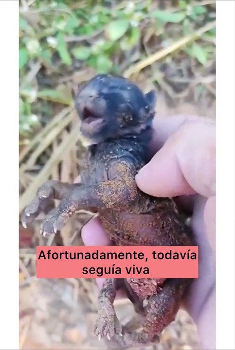 É um gatinho? Mulher salva pantera negra abandonada e a cria com rottweiler
