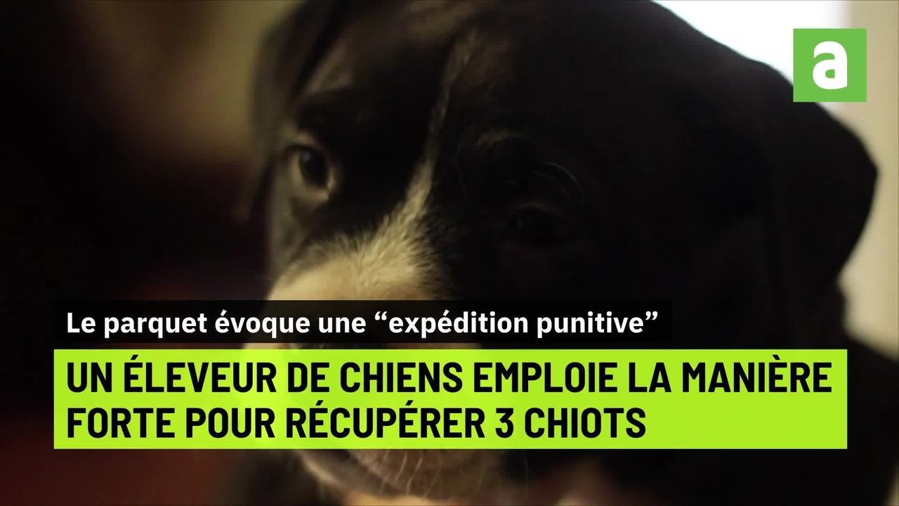 Surprenantes histoires en Wallonie: une coiffeuse rasée sauvagement, expédition punitive pour des chiots, devenu aveugle à cause d'une agression