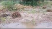 Weather Update: किसानों की मेहनत पर फिरा पानी, बारिश से फसलें खराब