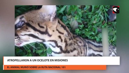 Atropellaron a un ocelote en Misiones