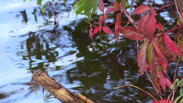 ED 15 sep TOPO riviere madawaska moules zebre