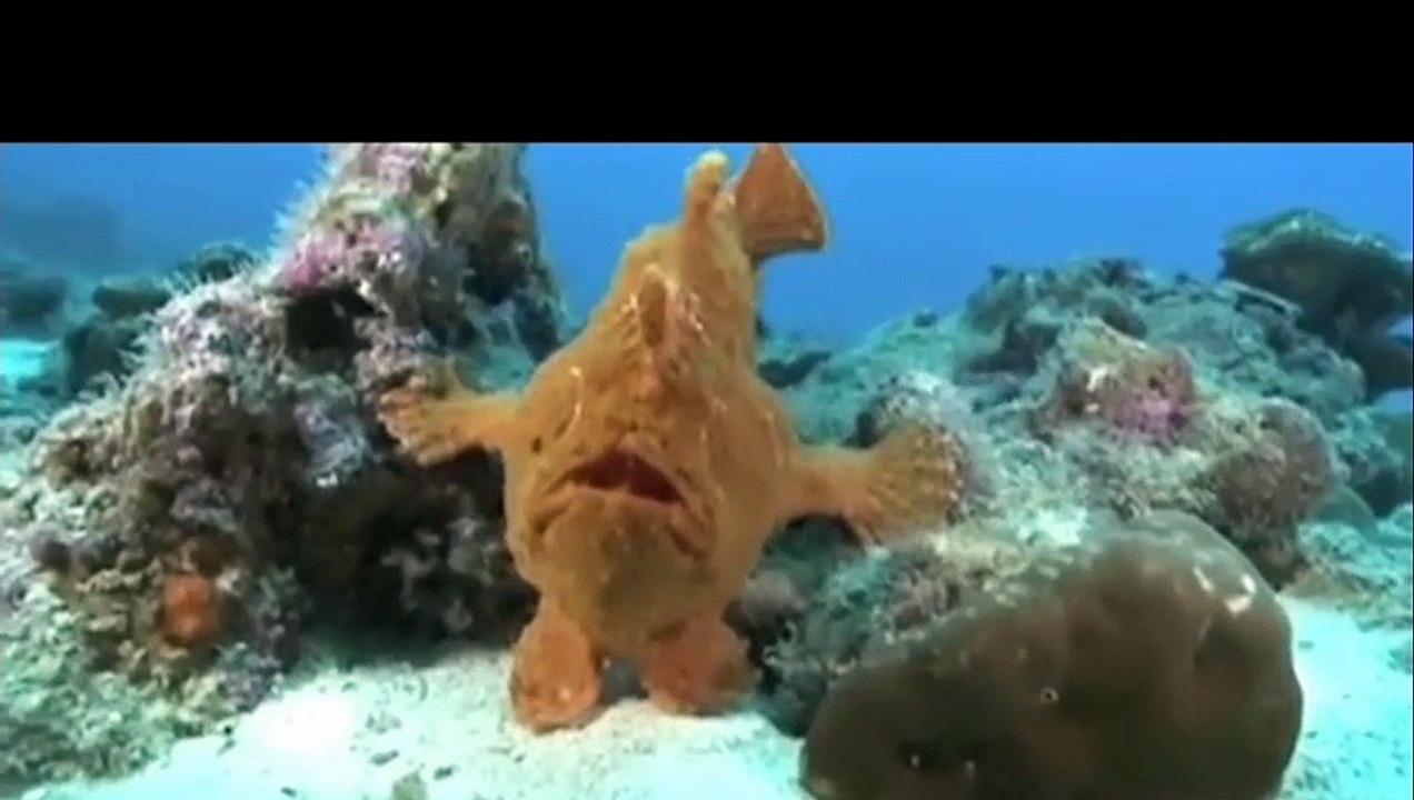 A fish walking on foot,/Un poisson marchant à pied/