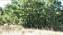 Andria: ecco le querce superstiti dell'antico bosco perduto di Santa Barbara 