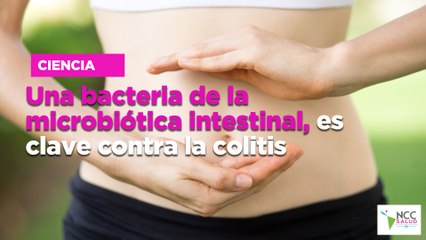 Una bacteria de la microbiota intestinal, es clave contra la colitis