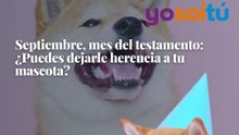 Septiembre, mes del testamento: ¿Puedes dejarle herencia a tu mascota?