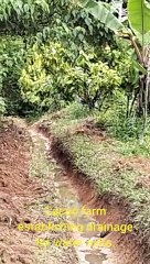 Cacao Farm Sanitation with Drainage