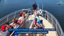 Gulf Breeze Dolphins Unveiled Your Personal Expedition