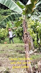 Cacao Farm with the Use of Grass Cutter