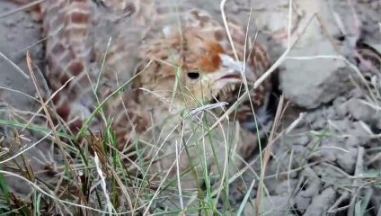 teetar place laying eggs