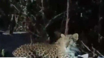 कोटा: रेलवे ट्रेक से कुछ दूर सीमेंट के स्लीपर पर बैठा लेपर्ड, शोर मचाने पर भी नहीं भागा, देखिए