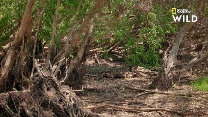 Les techniques de survie du crocodile marin