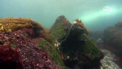 L'iguane, un stratège sensible aux températures