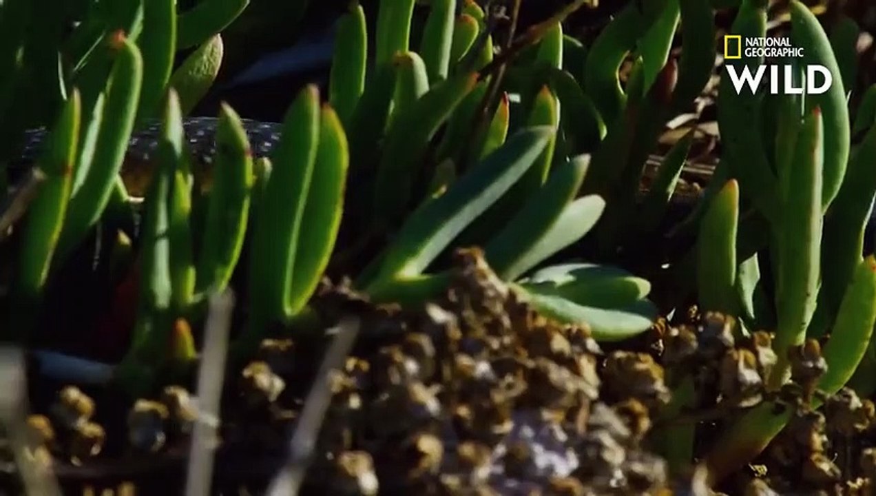 L'île Carnac  terre des serpents venimeux